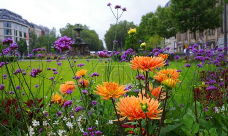 Orange Dahlia and purple Verbena bonariensis flowers in the front. In the background is blurred visible a square with fountain. Location: Corneliusplatz, Duesseldorf, Germany. 