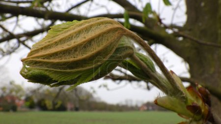 Les feuilles de cet énorme châtaignier se déploient. Les nouvelles feuilles sont composées de tissus fragiles