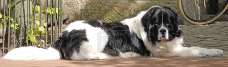 Black and white landseer dog lying on the pavement