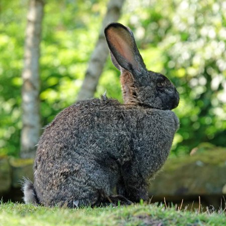 Lapin géant allemand assis sur l'herbe. Ils sont liés au lapin géant flamand.