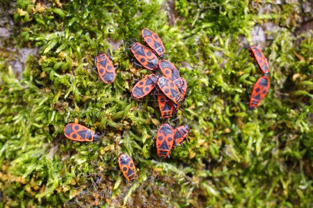Firebugs clustering together on moss growing on a beech tree.