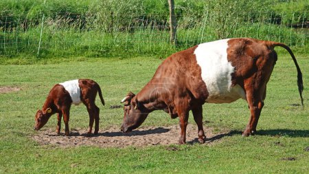 Two red and white colored belted cows, a mother and her calf. The breed is a Dutch one, called Lakenvelder.