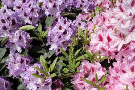 Pink and lilac rhododendron flowers