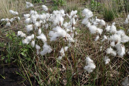 Herbe de coton à queue de lièvre en fleurs poussant dans une immense zone de tourbière
