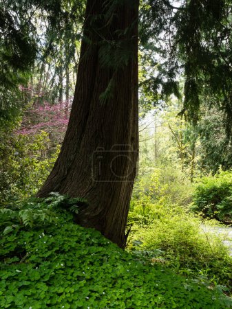 Cedro rojo occidental crece en el Jardín Botánico de Bellevue - WA, EE.UU.