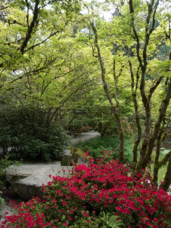 Printemps sur le terrain du jardin japonais Yao, partie du jardin botanique Bellevue WA, États-Unis