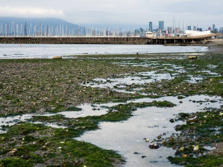 Photo for Low tide at Jericho beach in Vancouver BC, Canada - Royalty Free Image