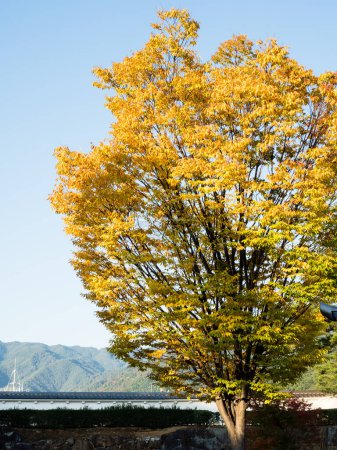 Téléchargez les photos : Début de l'automne sur le terrain du parc du château de Maizuru (château de Kofu) - ville de Kofu, préfecture de Yamanashi, Japon - en image libre de droit