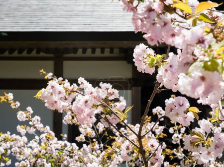 Flores de cerezo rosa contra la pared de la casa tradicional japonesa