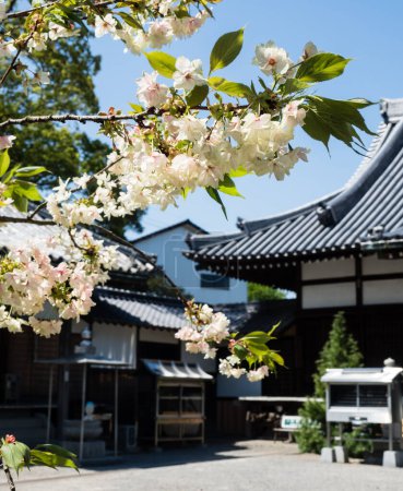 Saijo, prefectura de Ehime, Japón - 12 de abril de 2018: Flores de cerezo en Kichijoji, templo número 63 de la peregrinación Shikoku