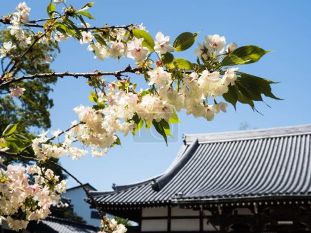 Saijo, Ehime prefecture, Japan - April 12, 2018: Cherry blossoms at Kichijoji, temple number 63 of Shikoku pilgrimage
