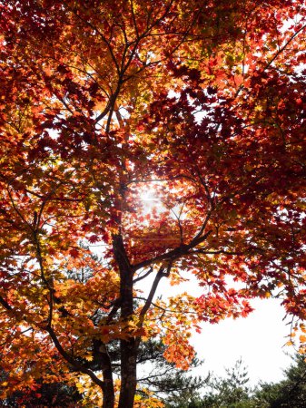 Photo for Red maple tree glowing in the sun in autumn - Yatsugatake Mountains, Yamanashi prefecture, Japan - Royalty Free Image