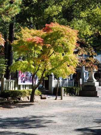 Photo for Kofu, Yamanashi prefecture, Japan - October 26, 2017: Early autumn on the grounds of Takeda Shrine, a Shinto shrine dedicated to the spirit of Takeda Shingen - Royalty Free Image