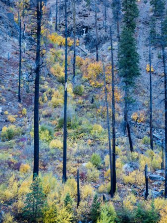Foto de Colores de otoño en Tumwater Canyon of Wenatchee River en Cascadas del Norte - Estado de Washington, EE.UU. - Imagen libre de derechos
