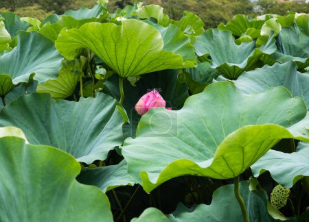 Lotusblumen blühen im Shinobazu-Teich im Ueno-Park in Tokio, Japan