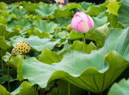 Lotus flowers blooming in Shinobazu Pond in Ueno Park -Tokyo, Japan