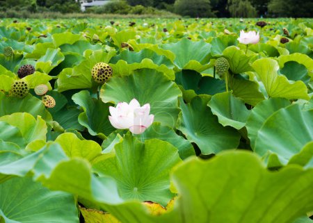 Téléchargez les photos : Fleurs de lotus fleurissant à Shinobazu Pond à Ueno Park Tokyo, Japon - en image libre de droit