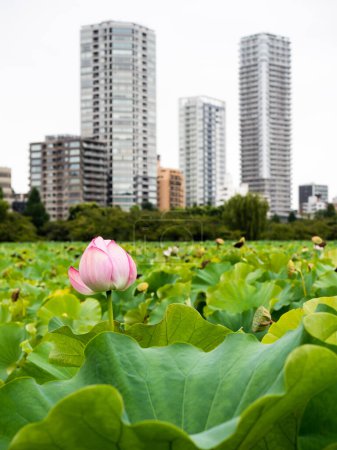 Téléchargez les photos : Vue panoramique de l'étang Shinobazu dans le parc Ueno avec des fleurs de lotus fleurissant en été - Tokyo, Japon - en image libre de droit