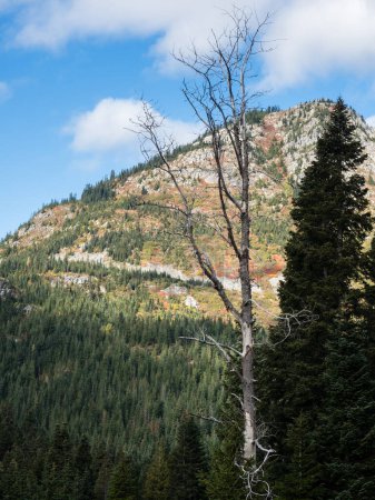 Téléchargez les photos : Début de l'automne au col Stevens le long de l'autoroute américaine 2 dans les monts Cascade - État de Washington, États-Unis - en image libre de droit