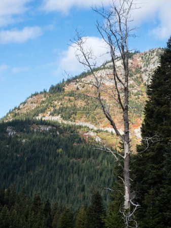 Foto de El otoño temprano en Stevens pasa a lo largo de la carretera estadounidense 2 en Cascade Mountains - estado de Washington, EE.UU. - Imagen libre de derechos