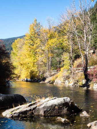 Foto de Follaje de otoño en el río Skykomish, US highway 2, Cascade Loop - Estado de Washington, EE.UU. - Imagen libre de derechos