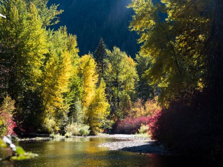 Follaje de otoño en el río Skykomish, US highway 2, Cascade Loop - Estado de Washington, EE.UU.
