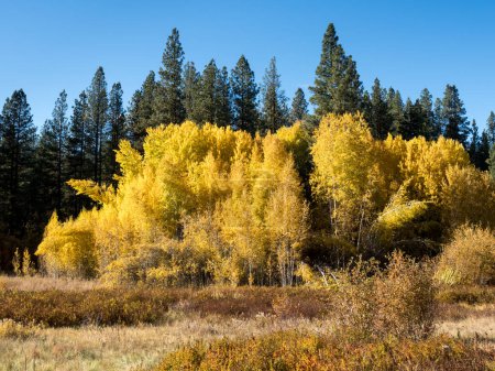 Foto de Follaje de otoño a lo largo de la carretera estadounidense 2 en Cascade Mountains - Estado de Washington, EE.UU. - Imagen libre de derechos