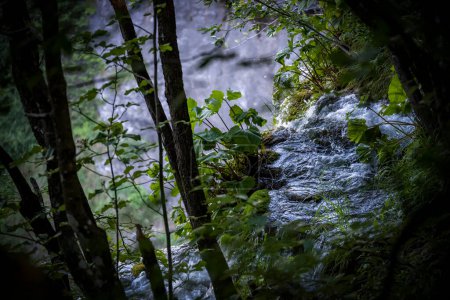 Foto de Hermoso río Korana pasando por el increíble bosque de los lagos de Plitvice, creando miles de cascadas en la densa vegetación de Croacia continental - Imagen libre de derechos