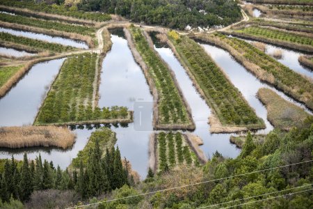 Schöne ländliche Landschaft und Obstplantage am Ufer des Flusses Neretva, berühmtes Anbaugebiet im Süden Kroatiens