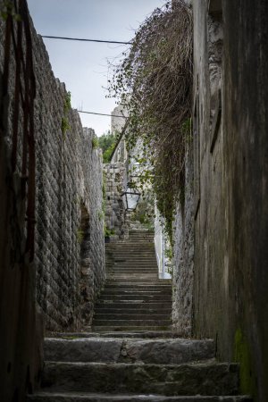 Téléchargez les photos : Bel escalier ancien en pierre dalmate et recouvert de lierre dans la ville médiévale de Ston, Croatie - en image libre de droit
