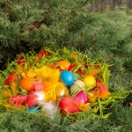  A deciduous tree with yellow flowers, adorned with Easter eggs hanging from its branches, creating a whimsical natural landscape