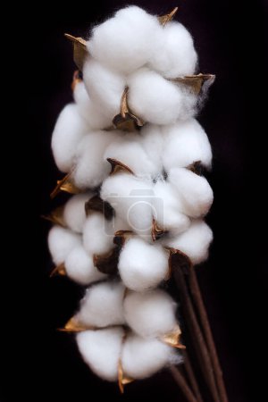 Foto de Rama con flores de algodón blanco esponjoso sobre un fondo negro, delicadas flores de algodón blanco. Fibra orgánica natural, agricultura, semillas de algodón, materia prima de la tela, enfoque selectivo - Imagen libre de derechos