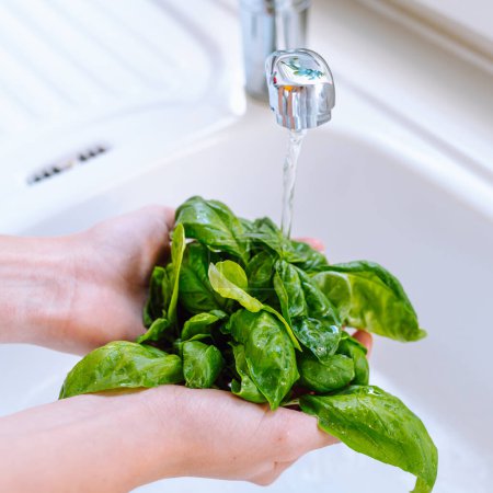 Frauenhände waschen Basilikumblätter unter fließendem Wasser. Frische würzige Kräuter für Salat, leuchtend grüne Farbe, Food Fotografie Rezeptidee