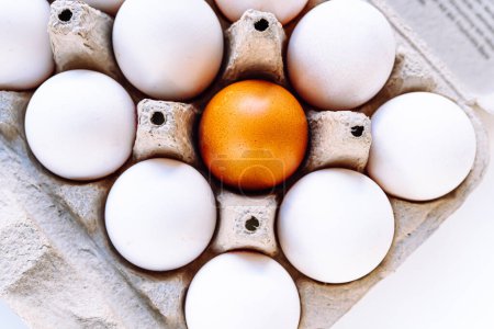 Photo for Top view of eggs with white shell and one brown egg, in recycled cardboard tray. concept of diversity, individuality, healthy foods. brown-shelled egg stands out against white-shelled eggs - Royalty Free Image