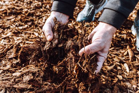 Photo for Wood chips mulching composting. Hands in gardening gloves of person hold ground wood chips for mulching the beds. Increasing soil fertility, mulching, composting organic waste - Royalty Free Image