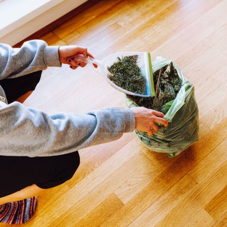 Téléchargez les photos : Unrecognizable girl collects spruce needles with scoop into bio-bag that has fallen from Christmas tree. Collect fallen needles in bioplastic bag from wooden floor. - en image libre de droit