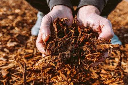 Téléchargez les photos : Homme tenant pile de copeaux de bois paillis recyclé, écorce d'arbre déchiquetée et restes - en image libre de droit