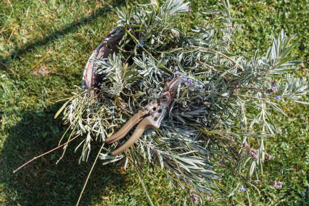 Geschnittene Zweige Lavendel, im Eimer, auf dem Rasen, neben Gartenschere. Konzept Gartenpflege, Herbst- oder Frühjahrsschnitt von Ziersträuchern, Landschaftspflege, Kompostierung und Recycling von Pflanzenresten