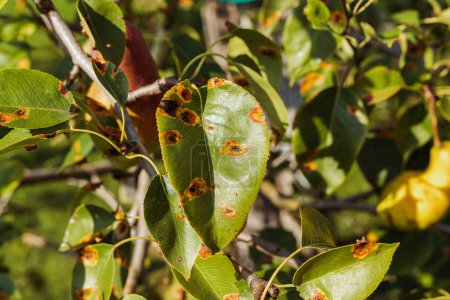 Fungal plant disease. Pear leaves affected by fungus Gymnosporangium sabinae, rust. Pear tree leaves with yellow disease spots, garden plant treatment concept