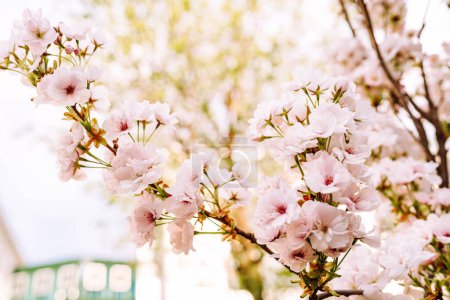 Cherry blossom in spring time, selective focus, vintage effect. Pink background blossoming fruit tree on blurred background of urban architecture
