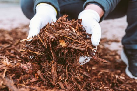 Téléchargez les photos : Les mains de jardinier dans les gants de jardinage tiennent écorce d'arbre recyclé, paillis de couleur brun naturel pour les arbres et les lits. Recyclage et durabilité - en image libre de droit