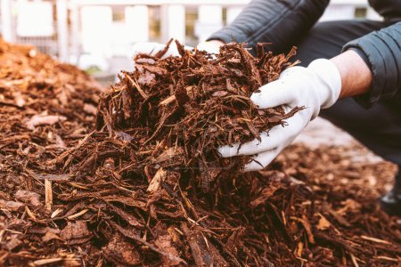 Gärtnerhände in Gartenhandschuhen halten recycelte Baumrinde, natürlichen braunen Mulch für Bäume und Beete. Recycling und Nachhaltigkeit