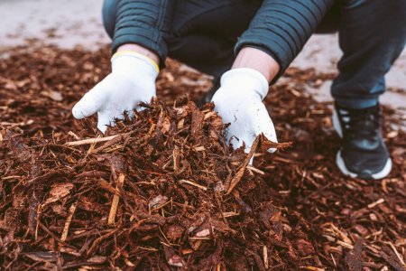 Téléchargez les photos : Les mains de jardinier dans les gants de jardinage tiennent écorce d'arbre recyclé, paillis de couleur brun naturel pour les arbres et les lits. Recyclage et durabilité - en image libre de droit