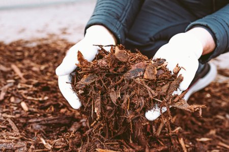 Male hands in gardening gloves, holding wood chips, garden mulch. Organic tree bark mulch, crushed processed into chips, plant care, fertilization and soil mulching