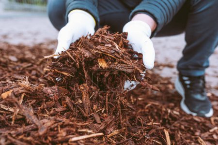Téléchargez les photos : Jardiniers gants mains tiennent paillis de jardin recyclé de l'écorce d'arbre et des coupes de bois. Engrais naturels pour sols, paillage, recyclage des déchets biologiques - en image libre de droit