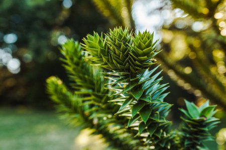 The needles of an evergreen tree on blurred bokeh background. organic greenkground coniferous branches. High quality photo