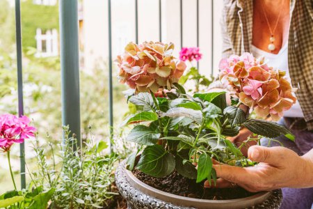 Hände Gärtnerin Frau berühren Laubhortensien wächst im Blumentopf, auf einem offenen Balkon oder auf der Terrasse. Pflege von Zimmerpflanzen im Sommer auf dem Balkon