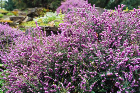 Heather blooming close-up on a mountain slope