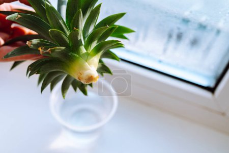 Téléchargez les photos : Couper ananas haut vert dans les mains femme. processus d'enracinement de l'ananas à la maison - en image libre de droit
