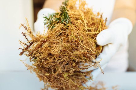 cut dry pine needles mulch in hands gardener. close-up